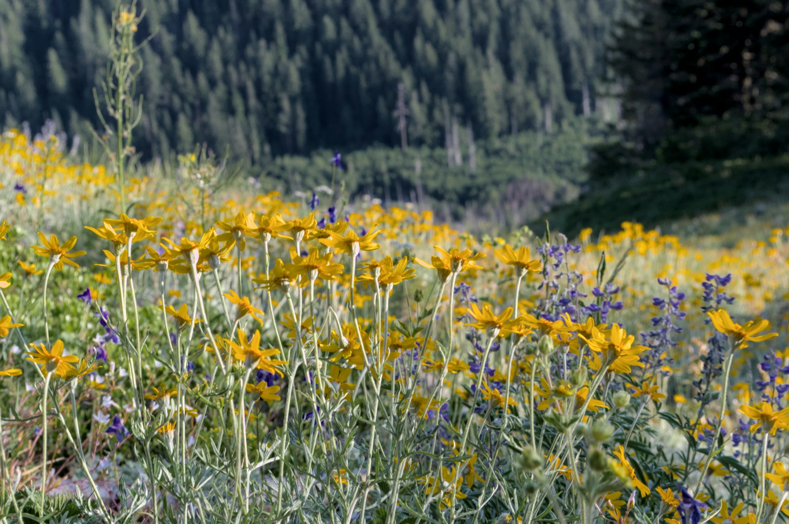 Mount Baldy's trail of wild flowers.