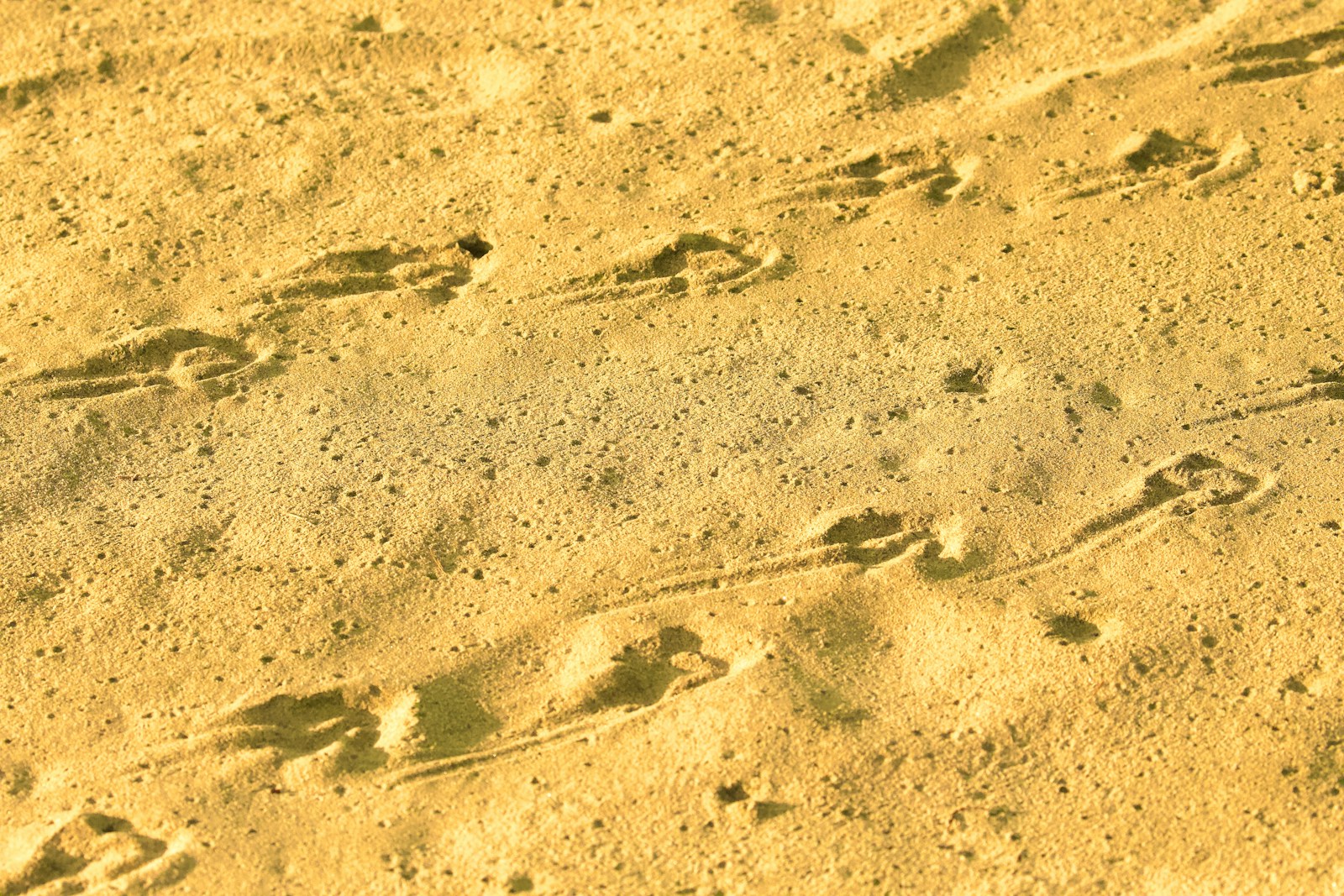 Brown sand with footprints