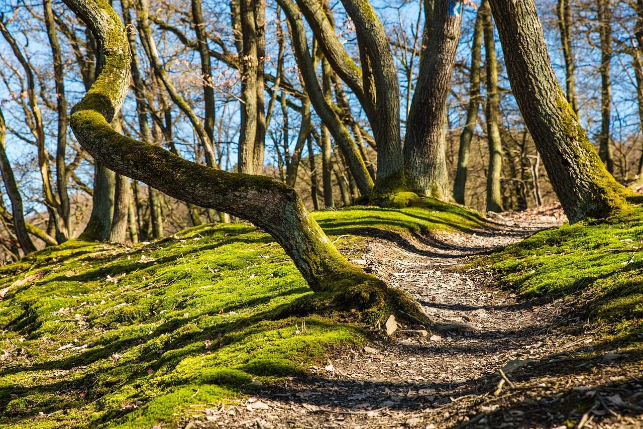 Trail in Deep Forest for Hiking