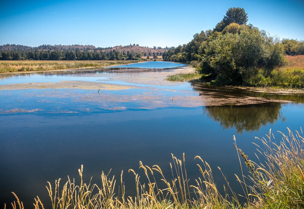 Food Source in a River Bed