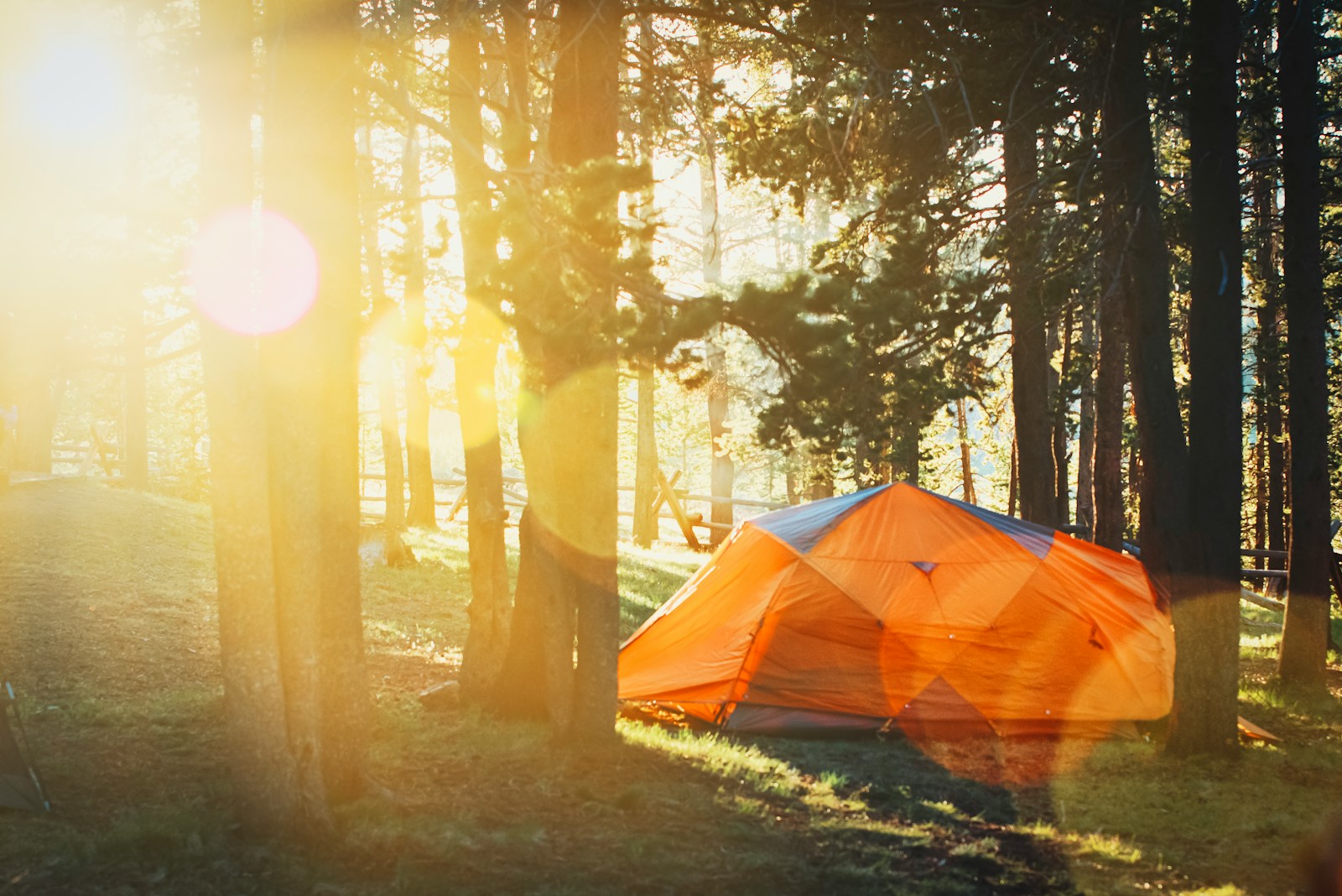 orange tent inside the forest