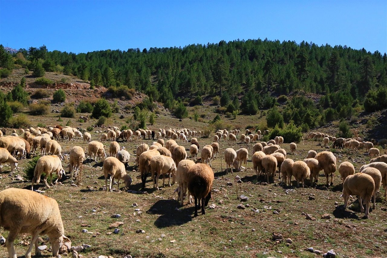 sheep, animal, herd, pasture, mammal, nature, rural, area, animals, graze, woolly