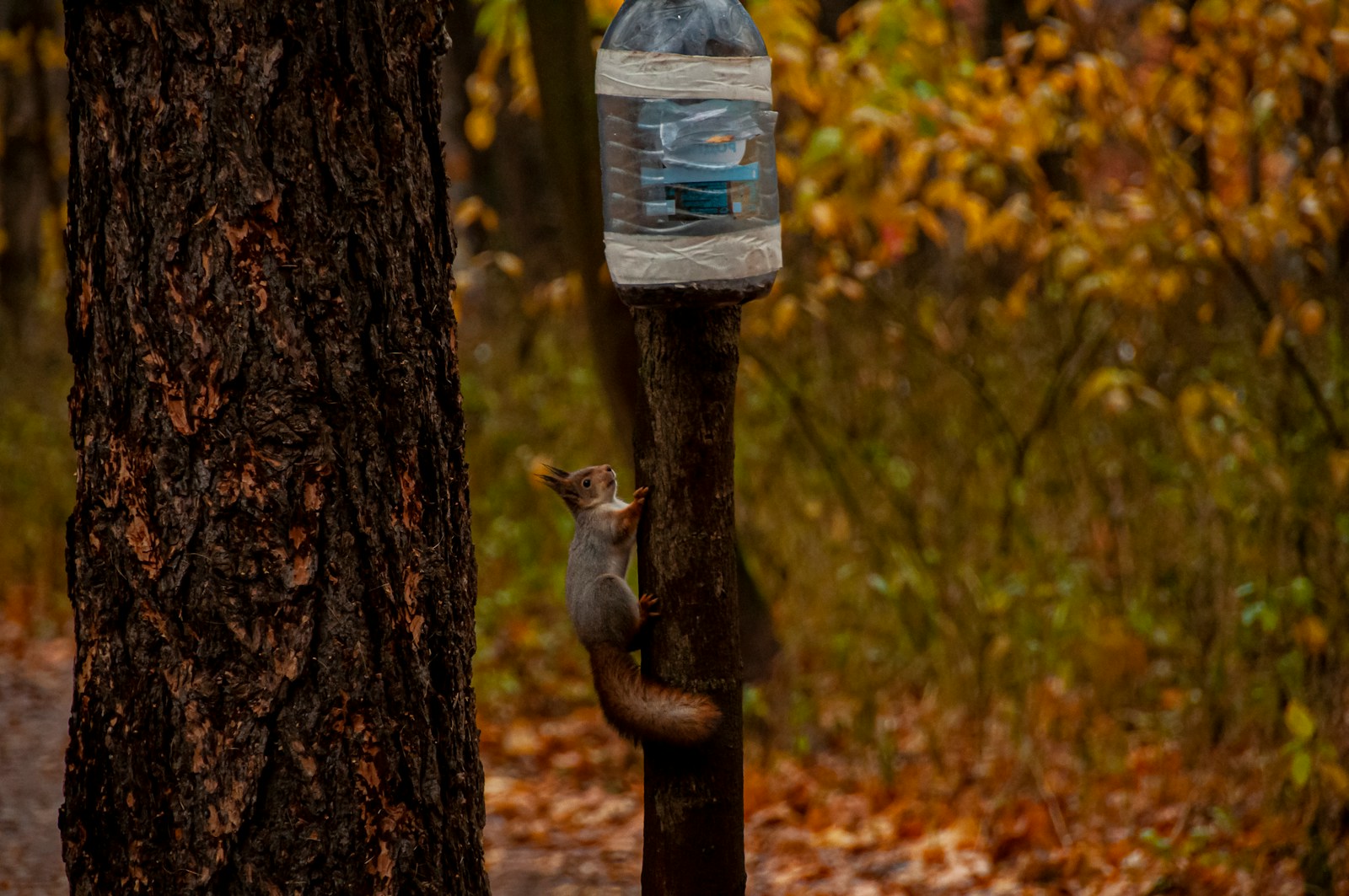 a squirrel on a tree and water bottle
