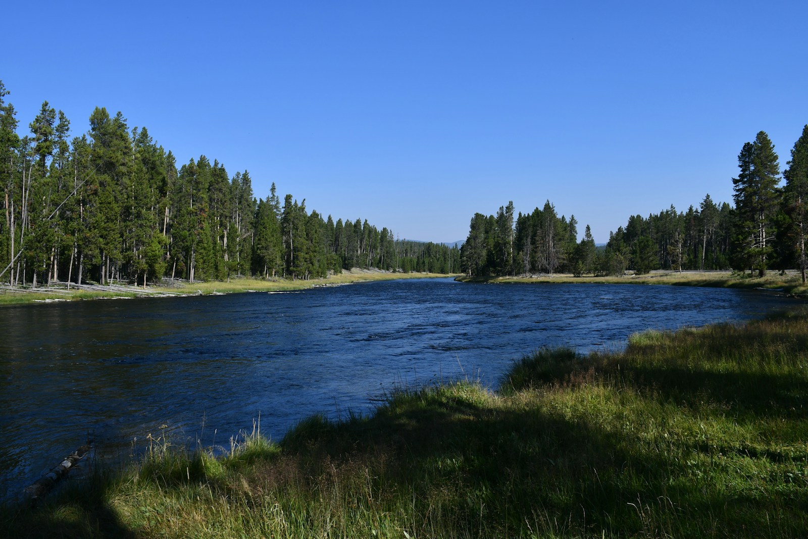 A body of water surrounded by trees and grass