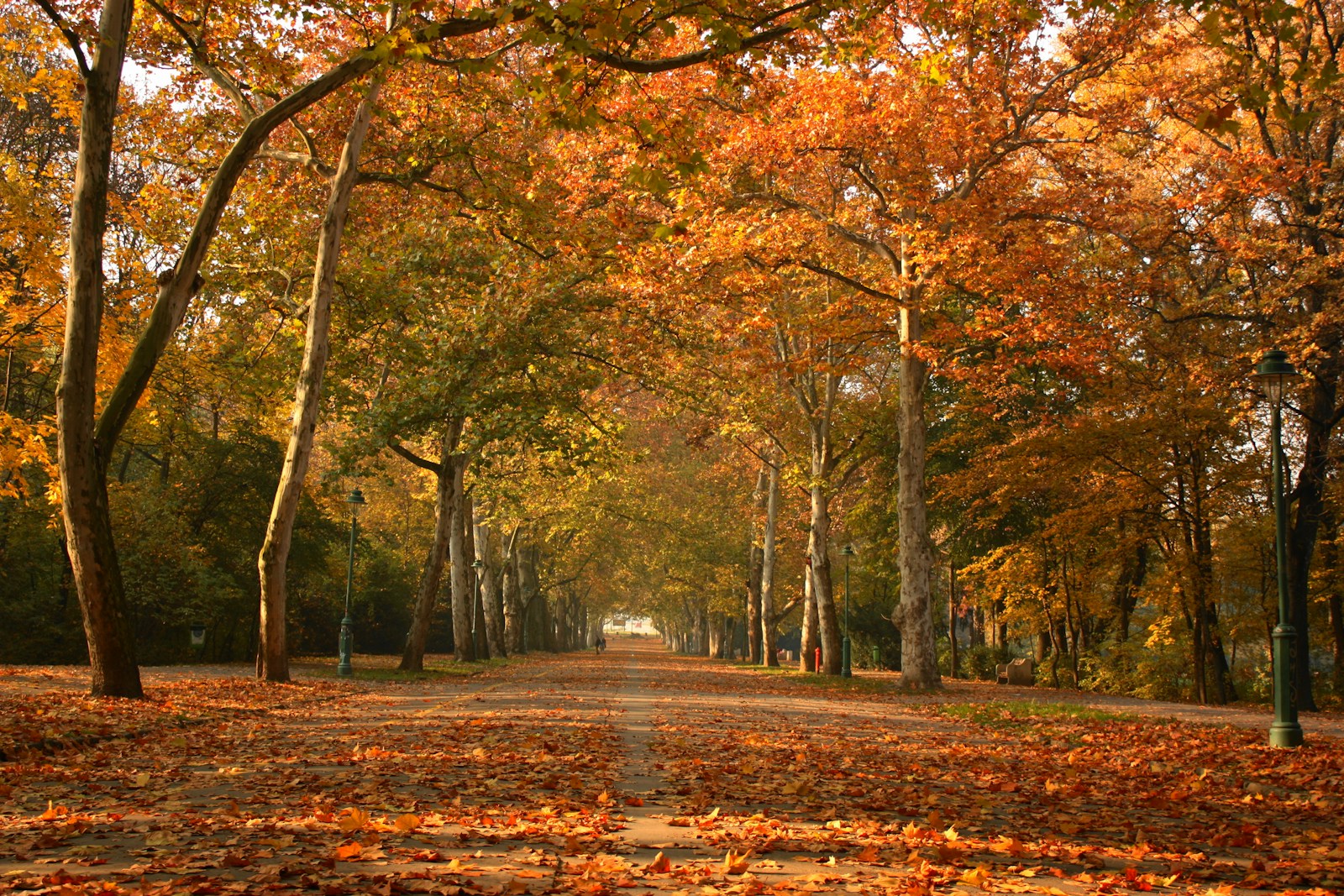 taiki-ishikawa-w6EMxsk8CDA-unsplash brown leafed trees pathway