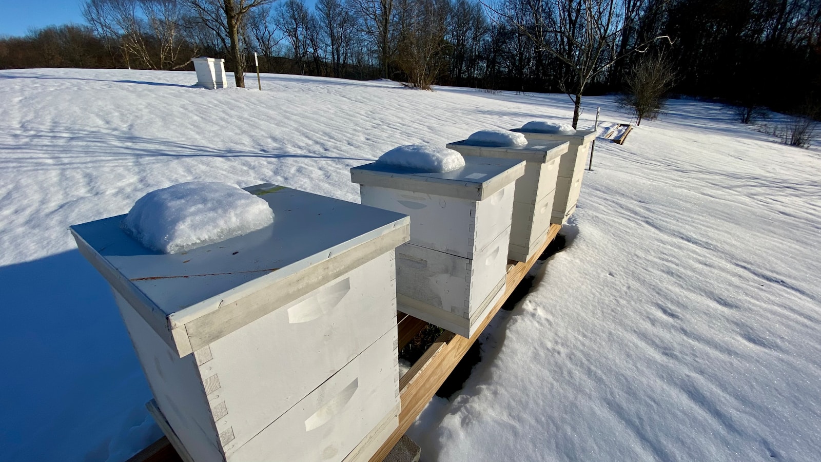 A row of beehives sitting on top of a snow covered field