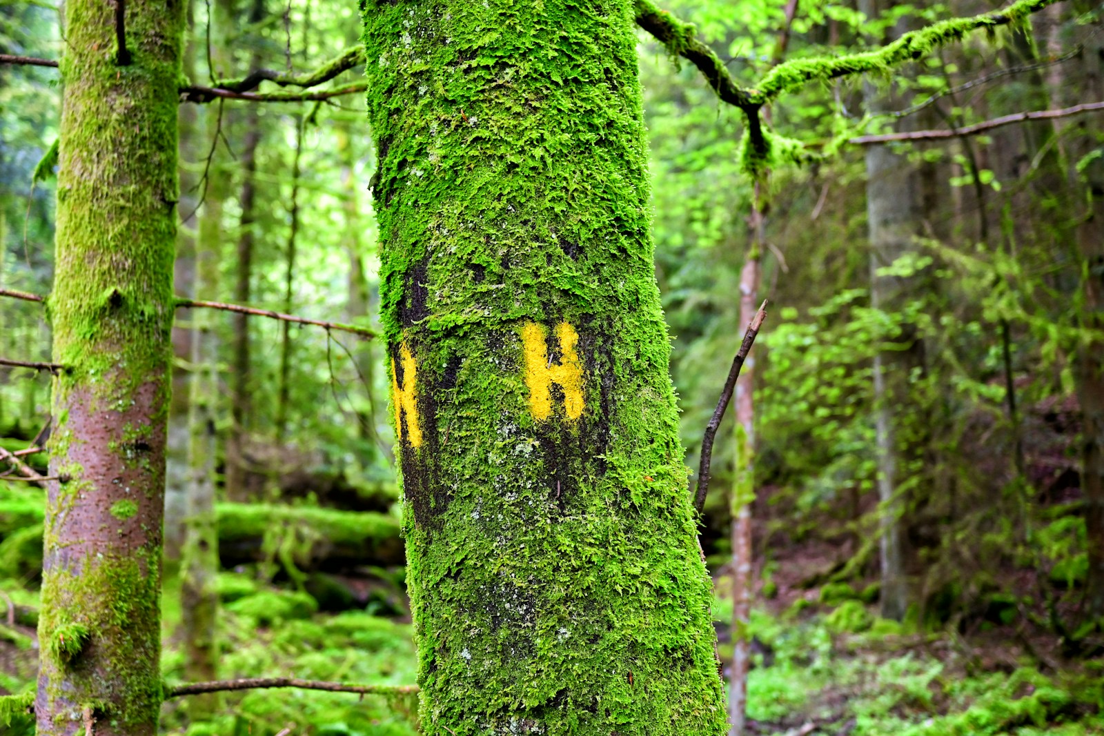 A moss covered tree in the middle of a forest and written H