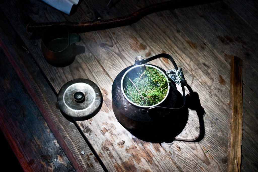 Making spruce tea