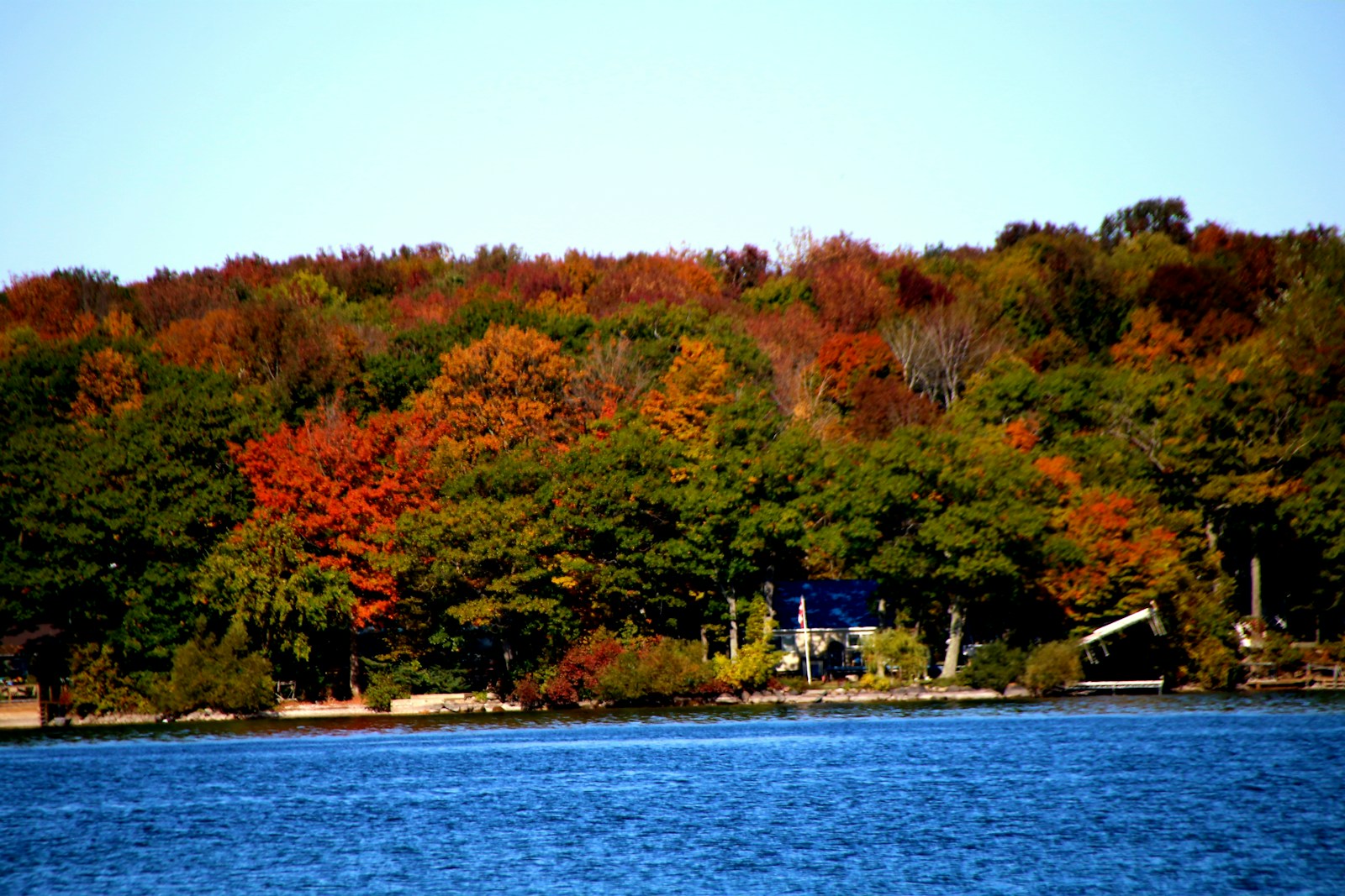 green-and-red-leafed tree near body of water during daytime