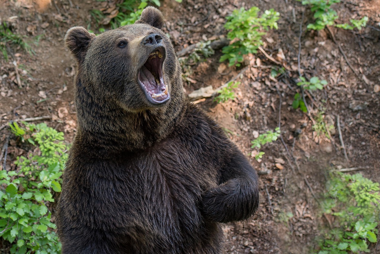 Bear