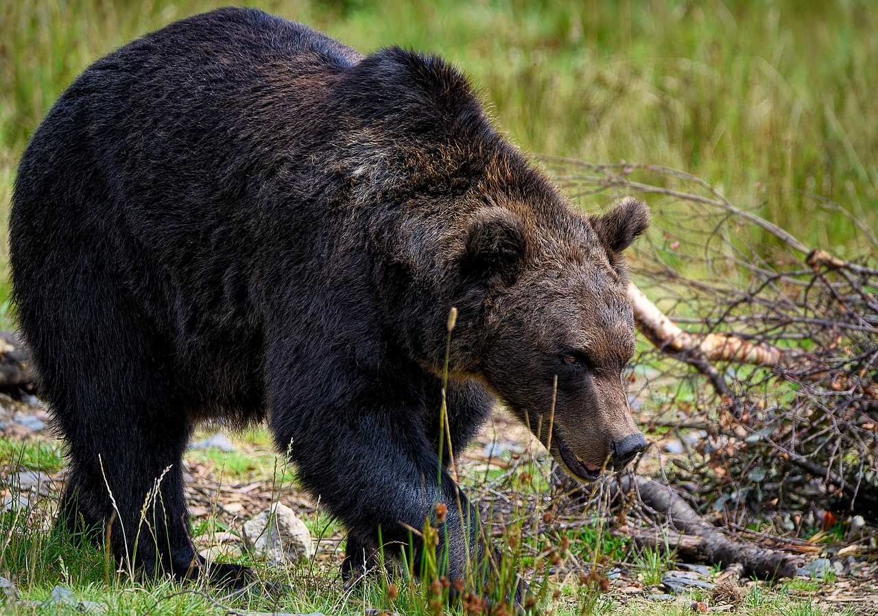 Taking Picture of a Bear