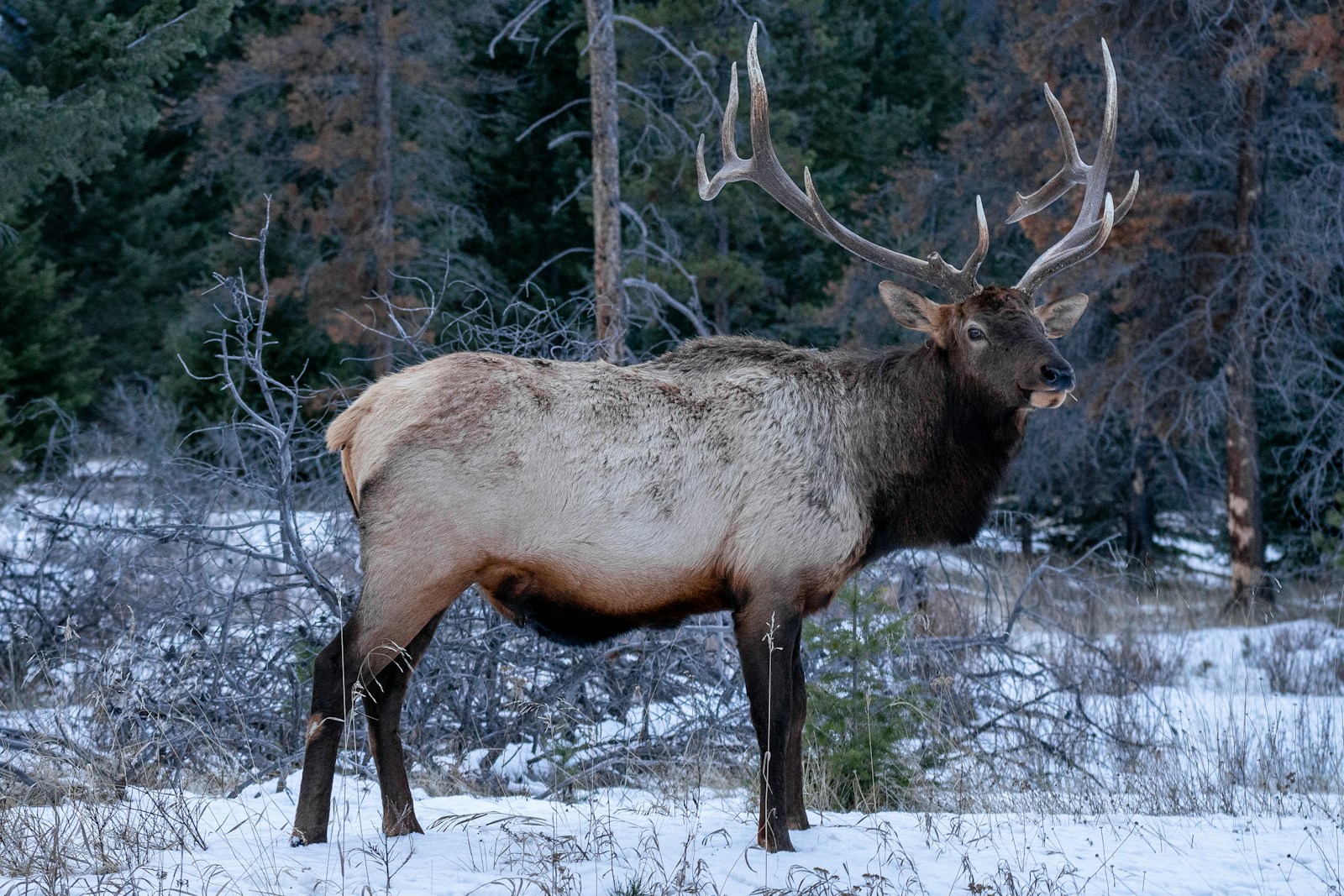 A large elk emerged from the woods.