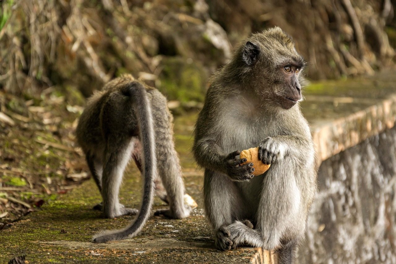 Monkey Eating Food