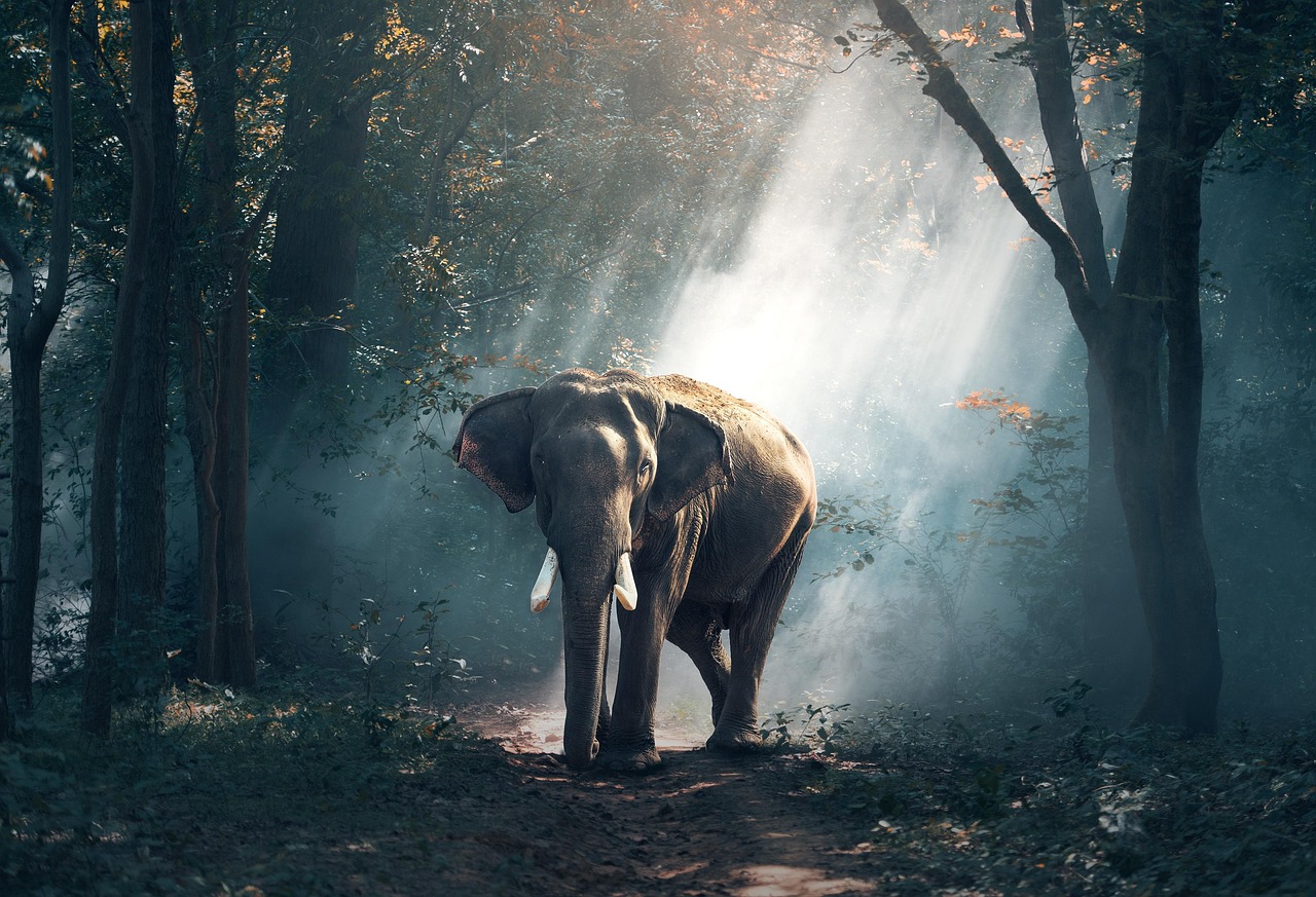 An Elephant Crossing Trail in Deep Forest