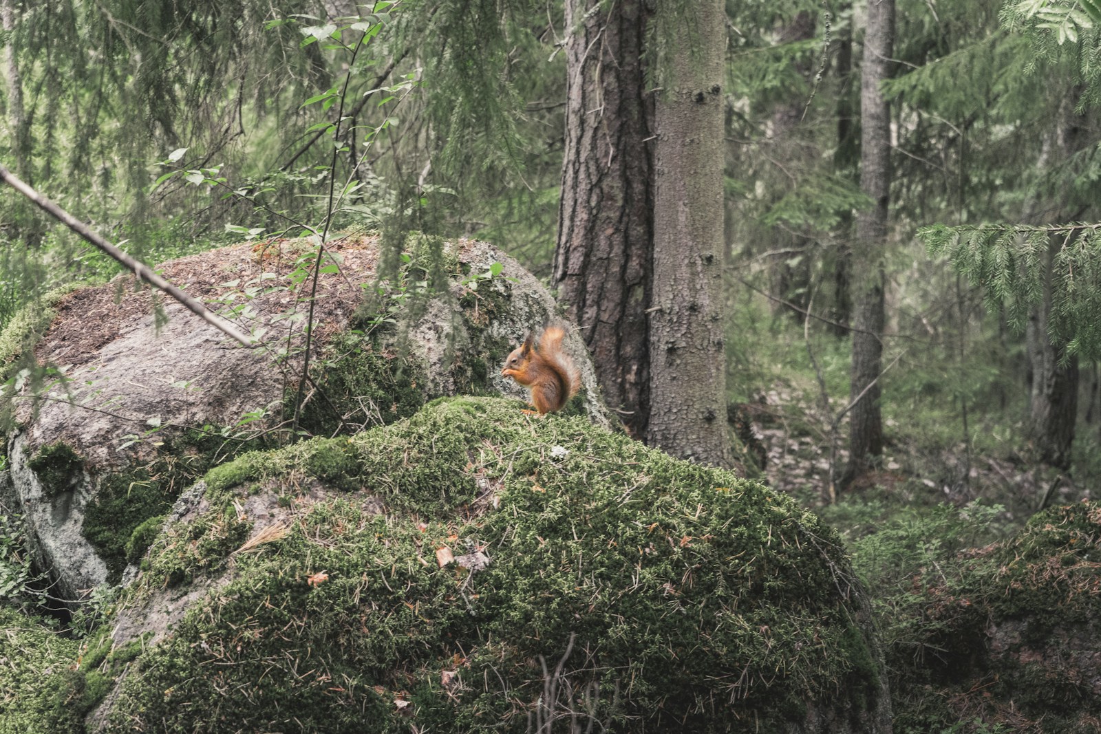 Brown squirrel on green grass during daytime