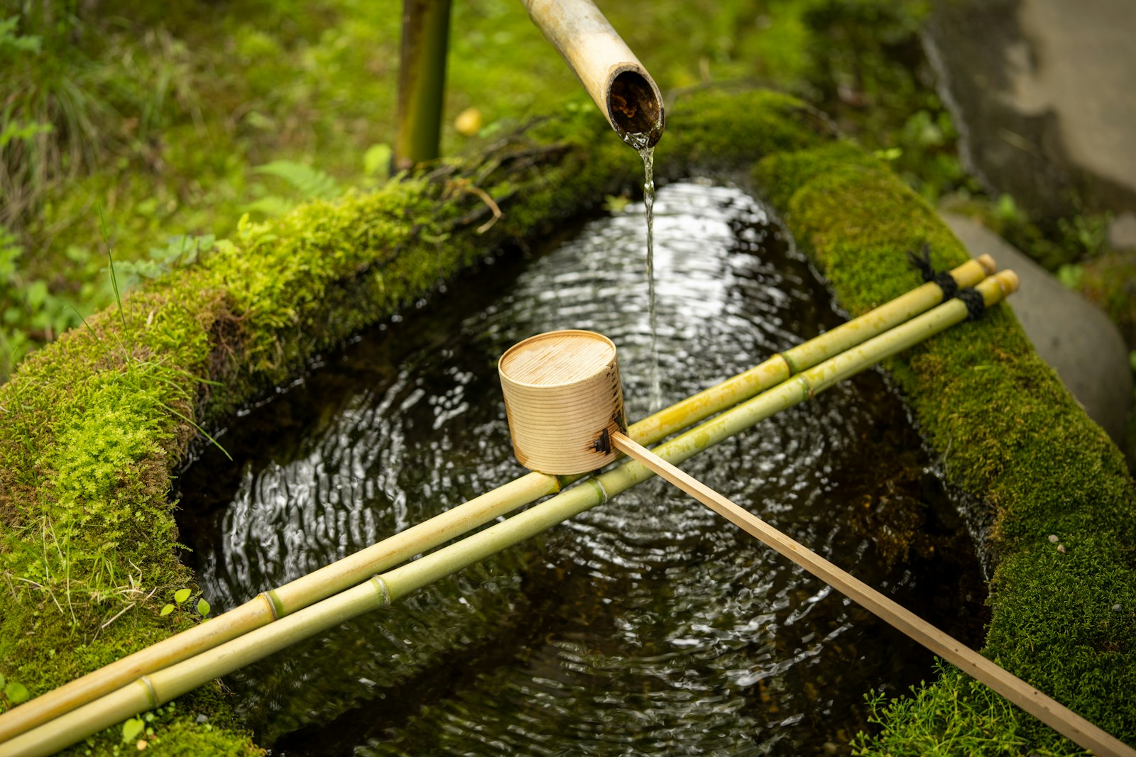 A small stream of water running through a lush green forest