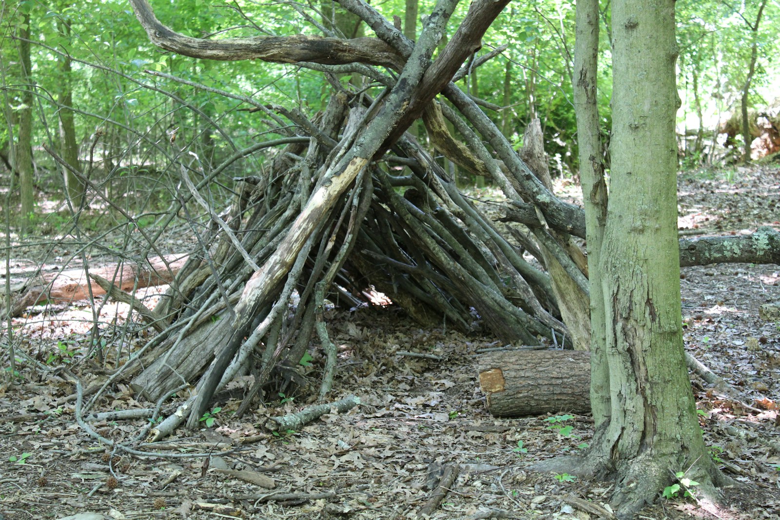 A pile of sticks sitting in the middle of a forest