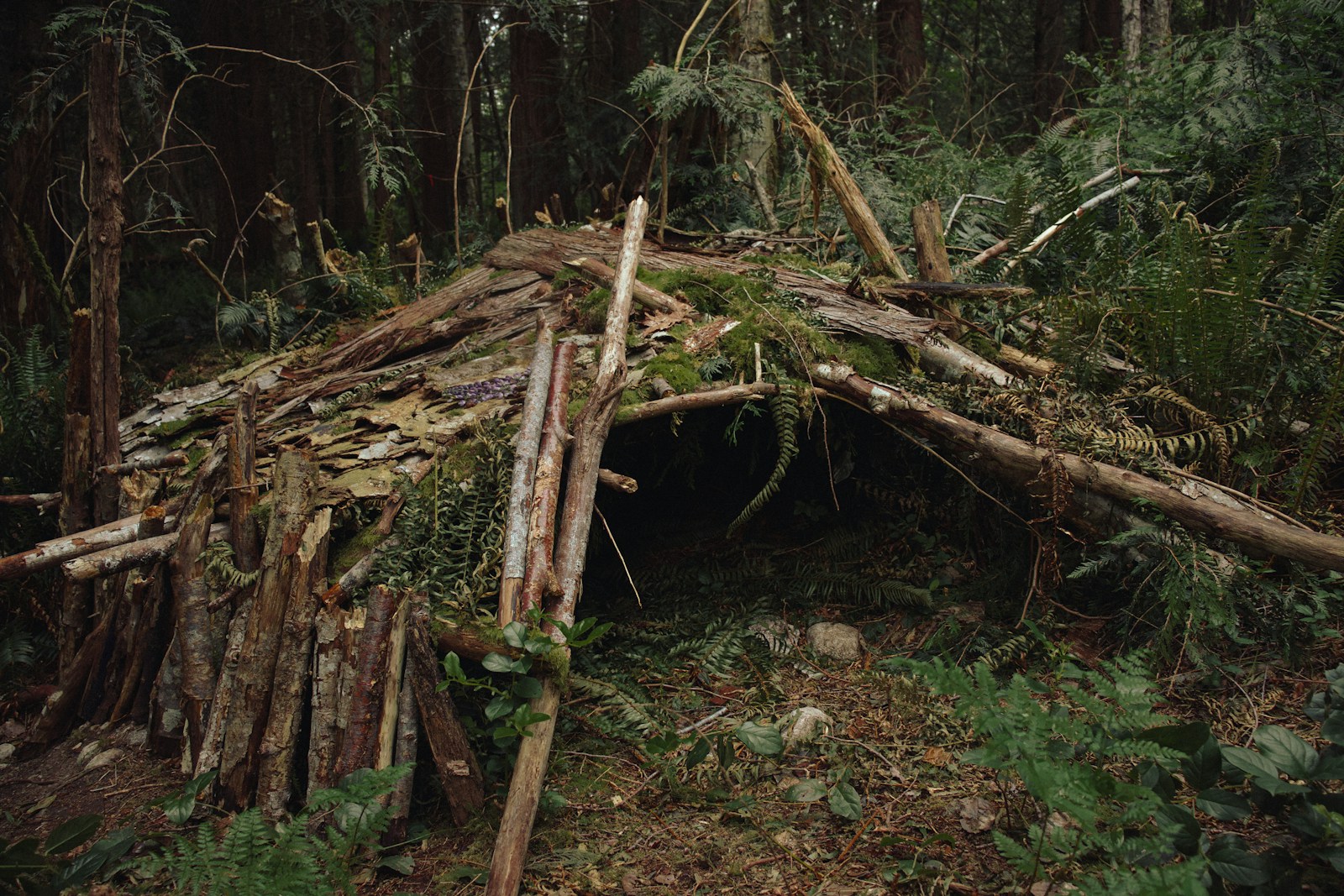A Person Made Shelter Using Wood Logs