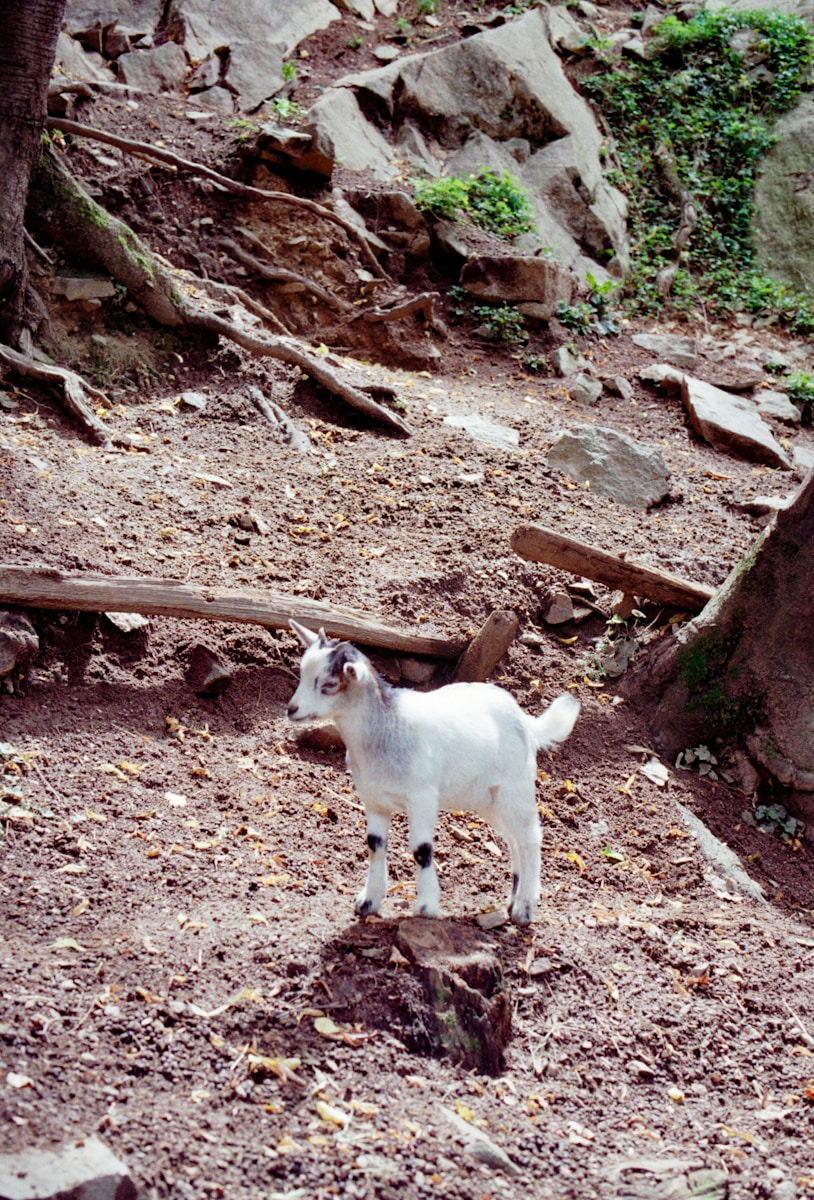A young goat stands on rocky ground.