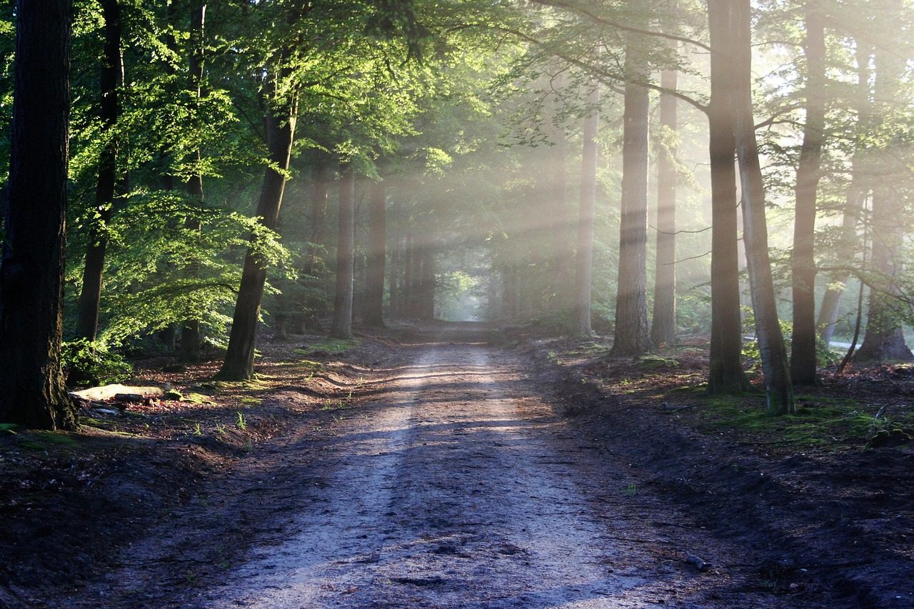 Making Trail in Forest