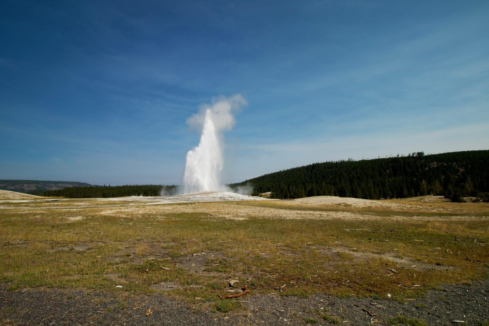 Eruption of Old Faithful geyser in Yellowstone National Park under a clear blue sky.