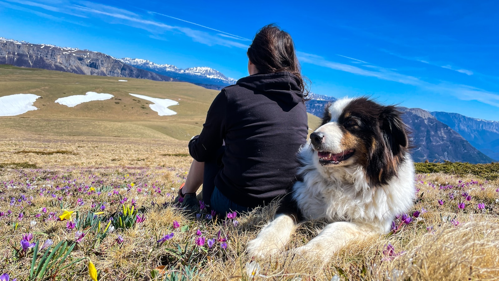 A woman sitting in a field with a dog