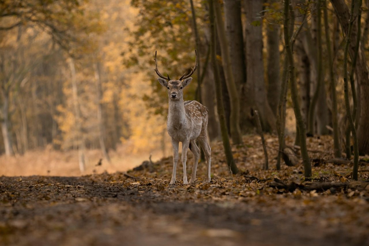 Scrapes on the Ground by Deer