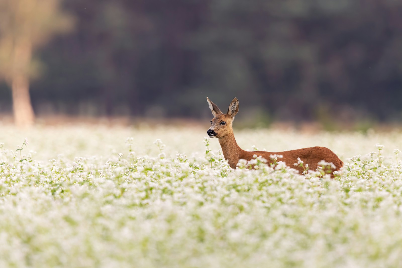A deer in a field of white flowers