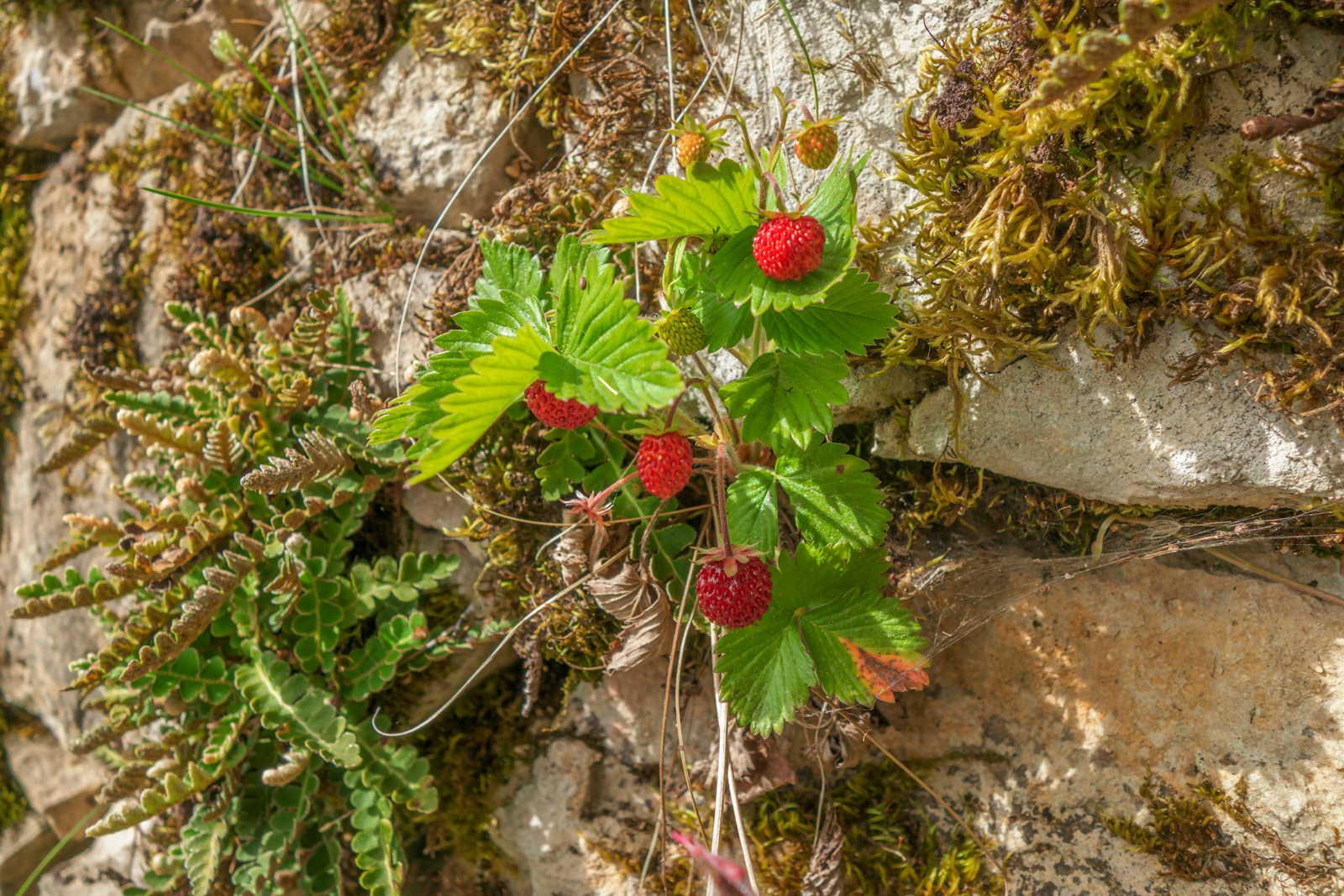 Plant with berries growing on a rock wall