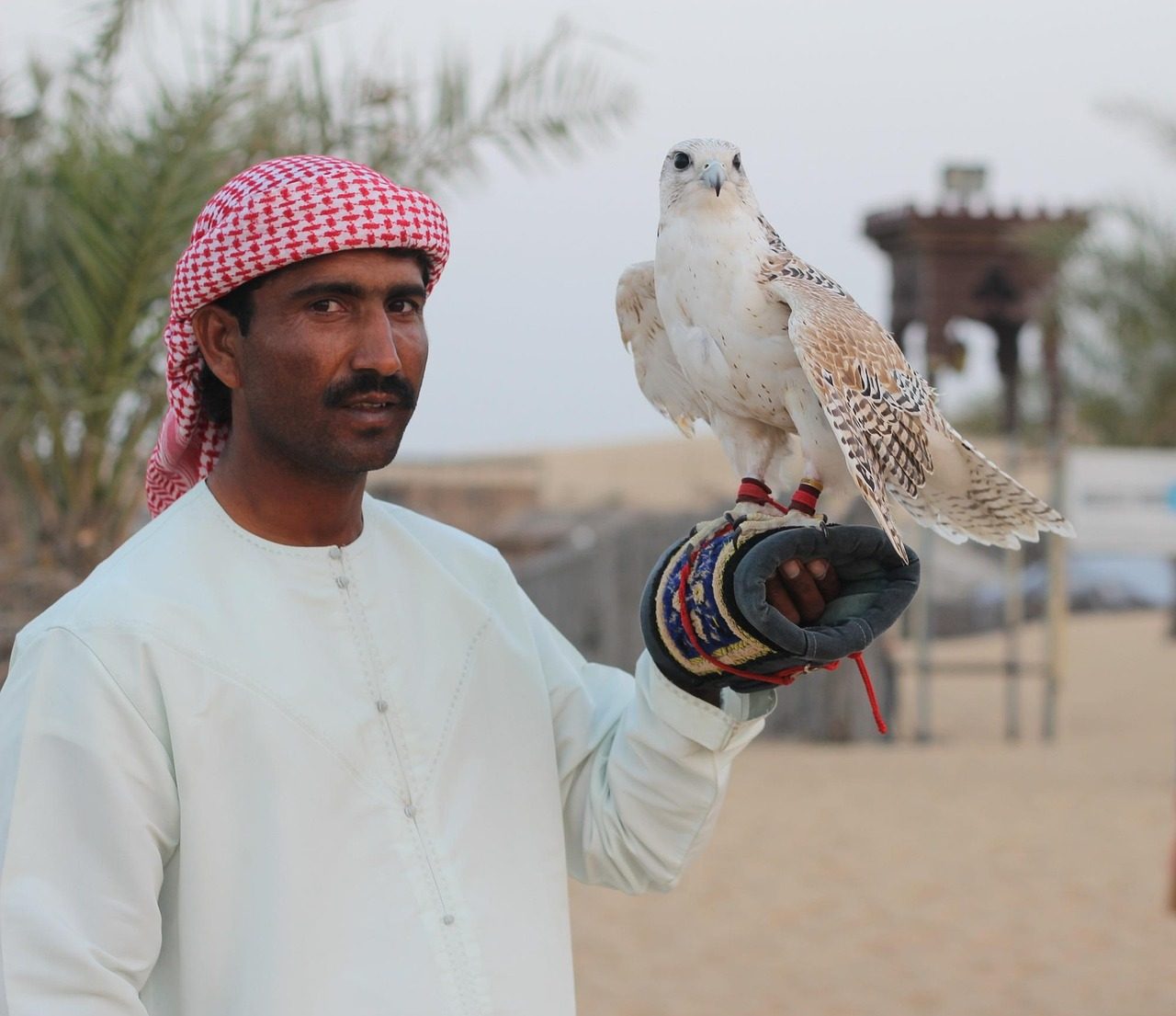 Falconry in the Middle East