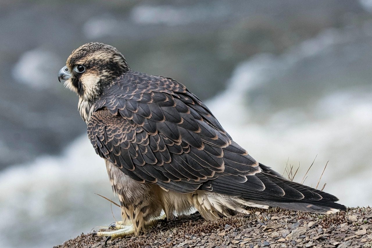 Peregrine Falcon