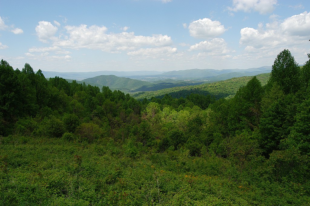 Aerial View of a Forest