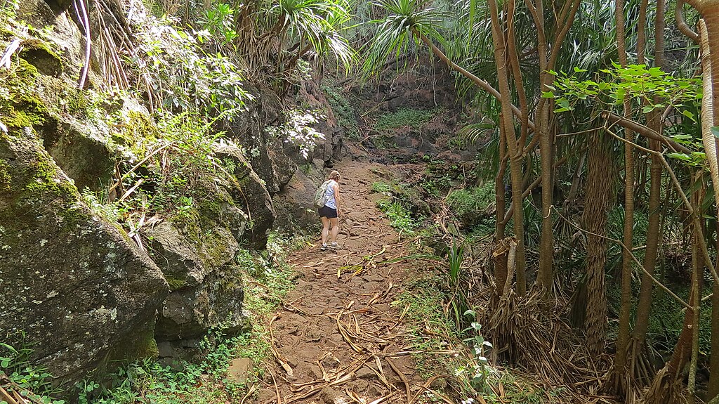 Debris, Leaf, Muddy Soil Trail
