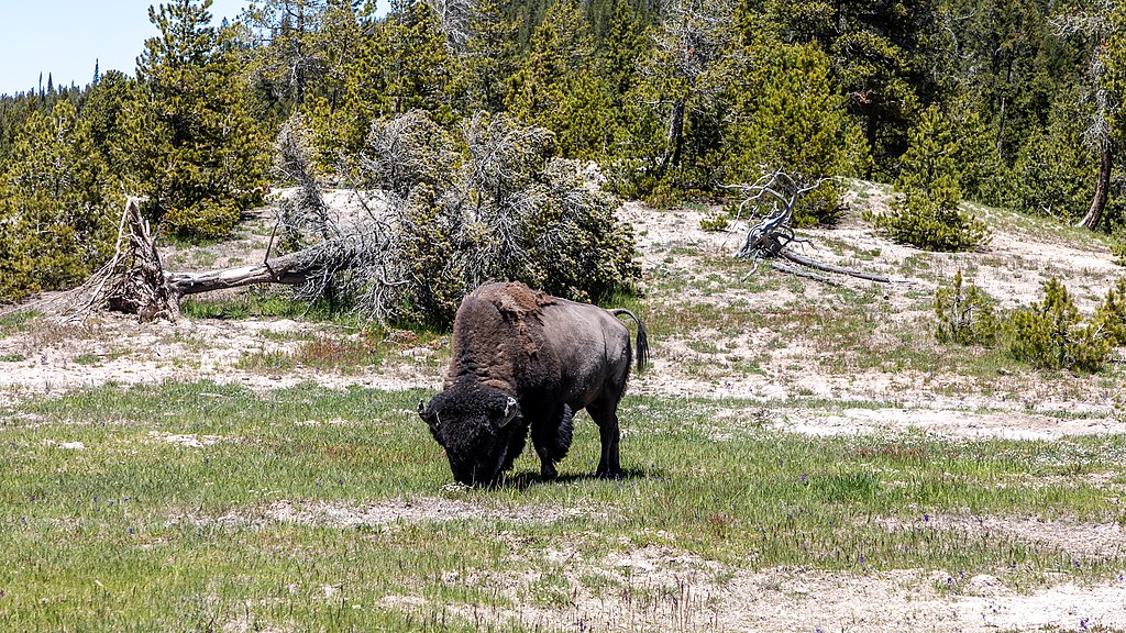 taiki-ishikawa-w6EMxsk8CDA-unsplash Yellowstone National Park