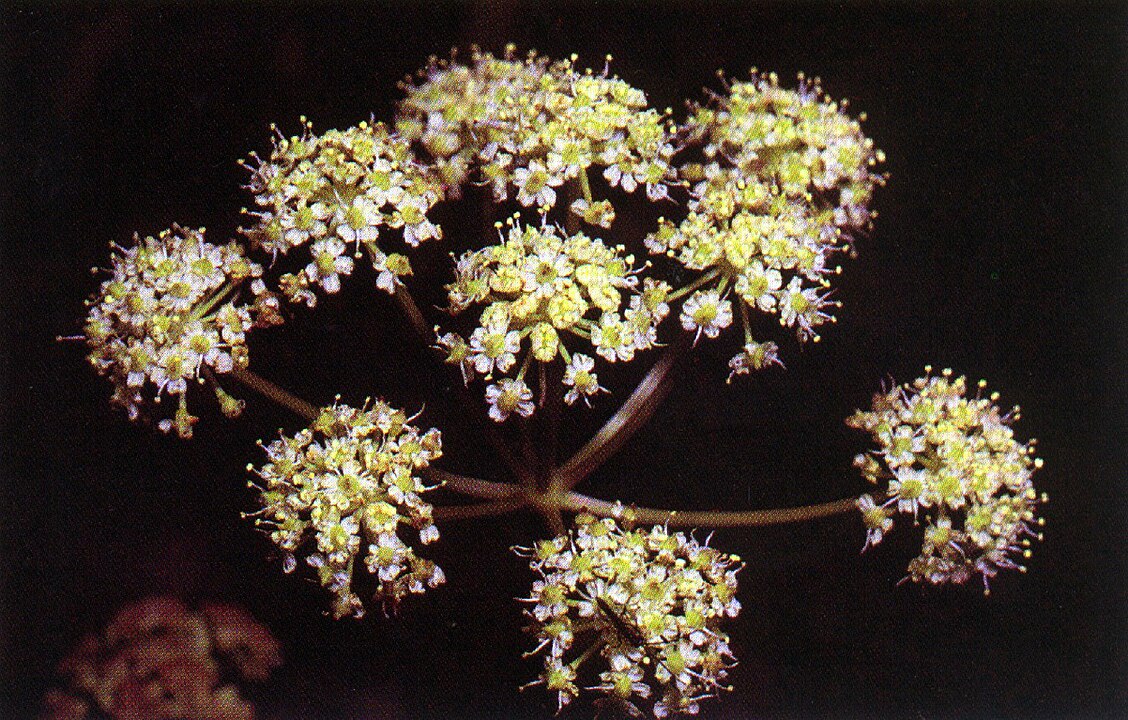 Water Hemlock Plant