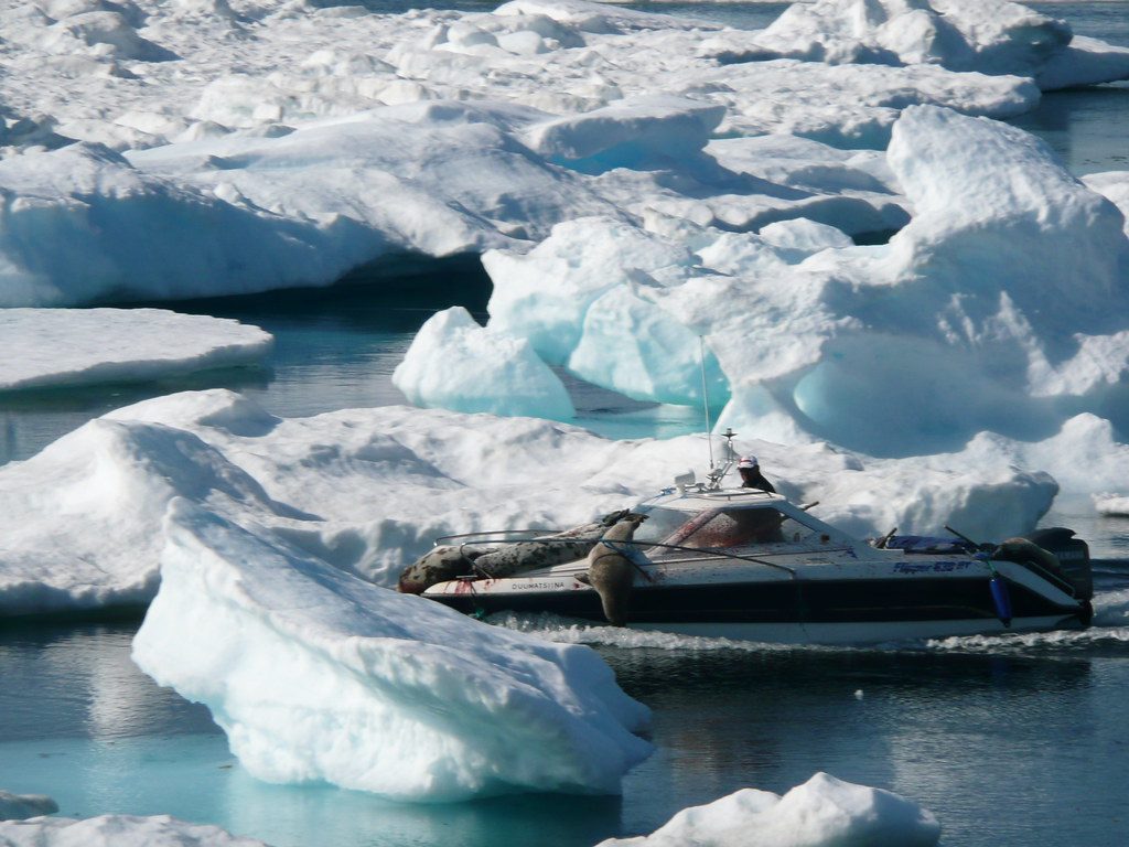 Seal Hunting in Greenland