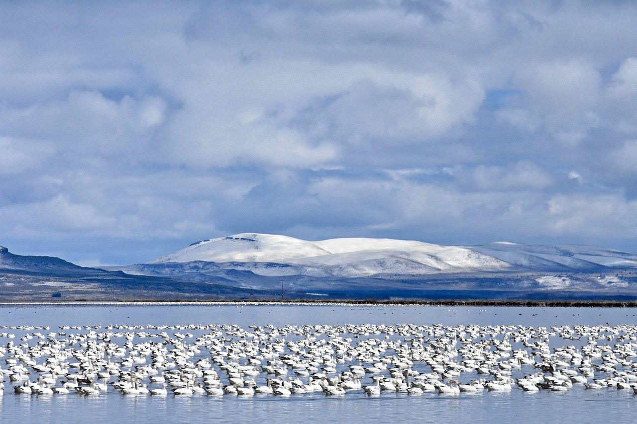 Bosque del Apache National Wildlife Refuge in New Mexico