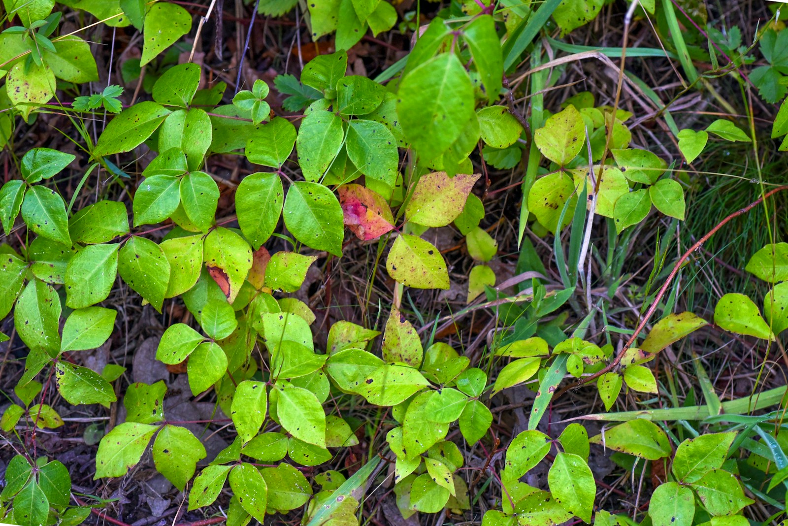 Poison ivy is shown growing in the image.