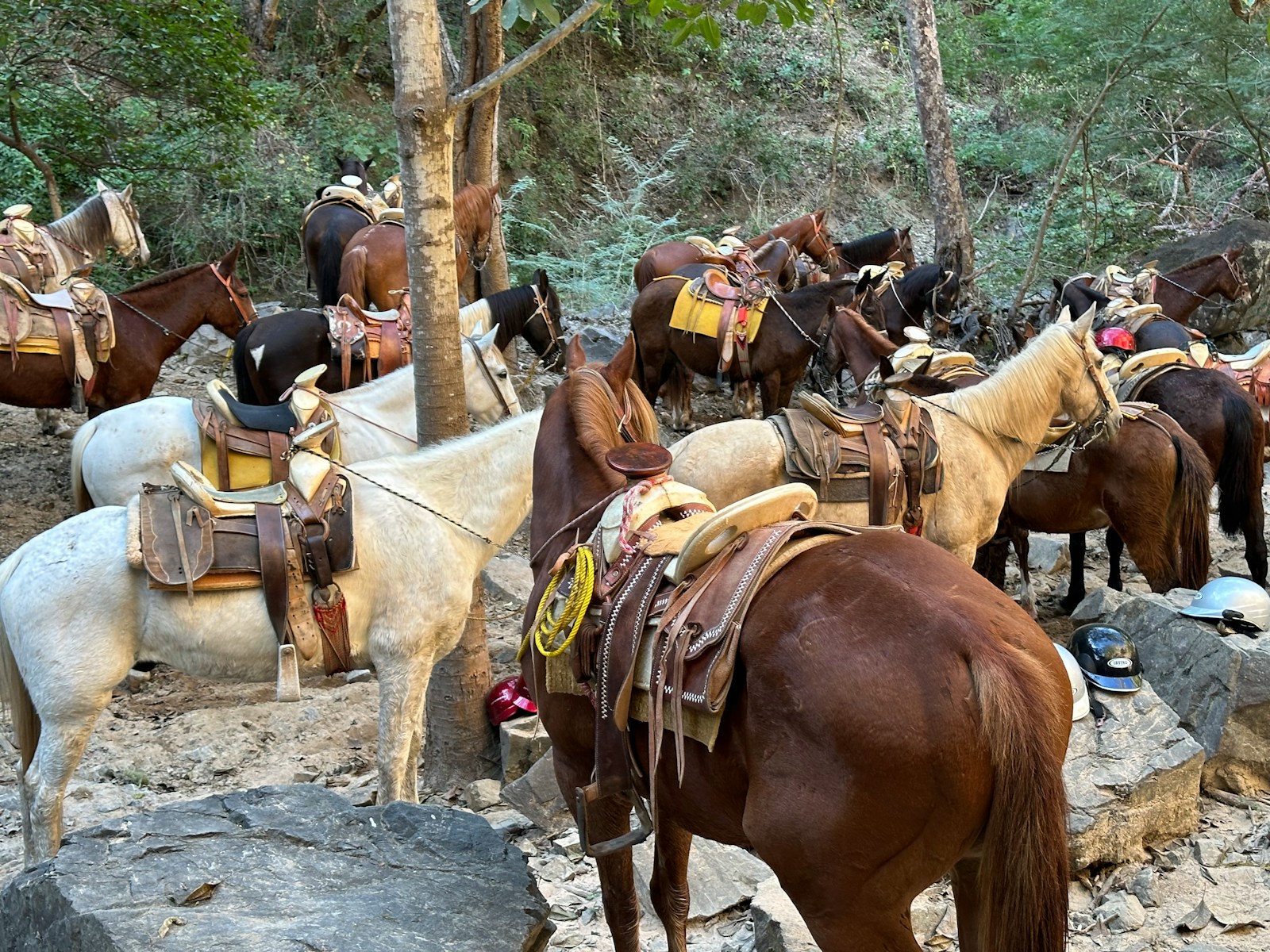 A group of horses that are standing in the dirt