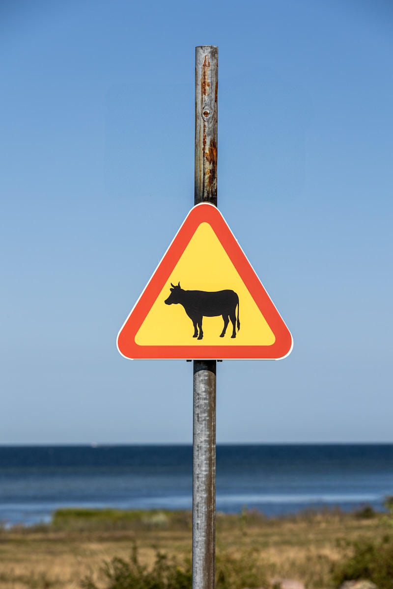 Warning sign for cattle crossing near water
