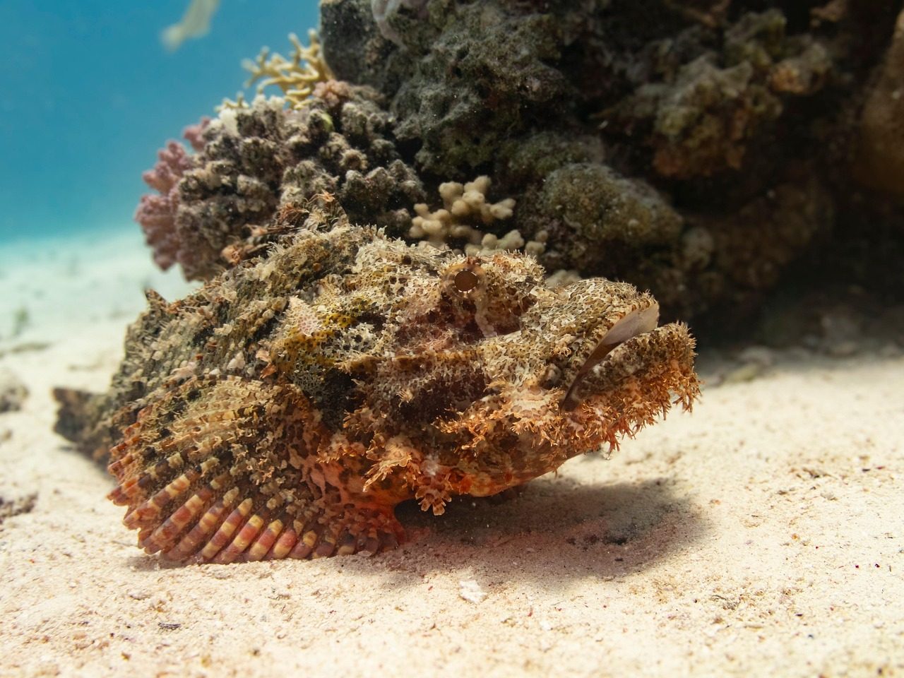 Stonefish
