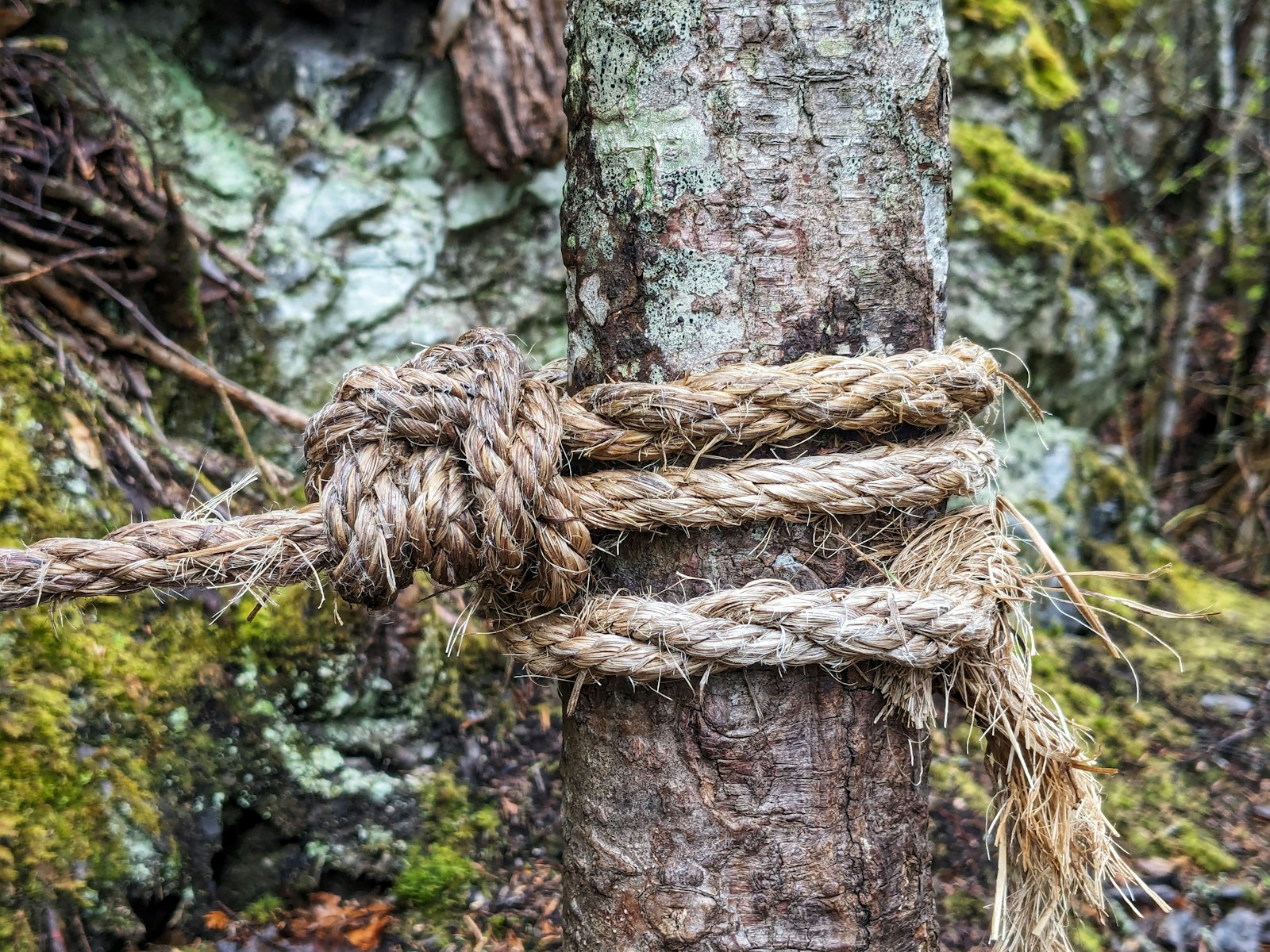 A rope tied to a tree in the woods