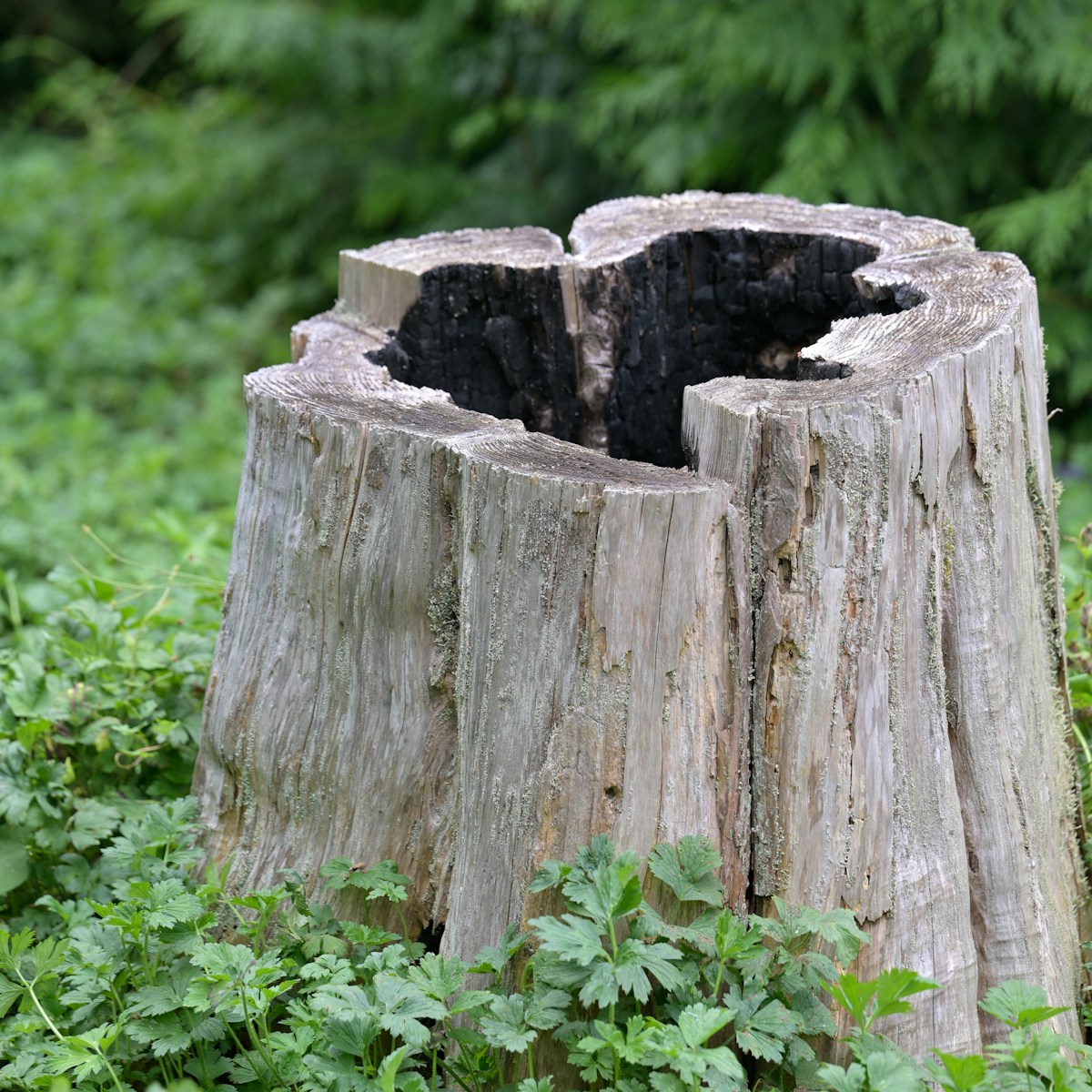 Container Made Out of Tree Bark