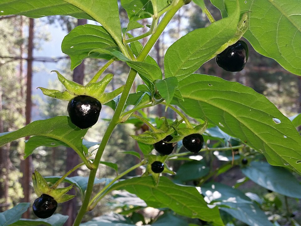 Deadly Nightshade Plant