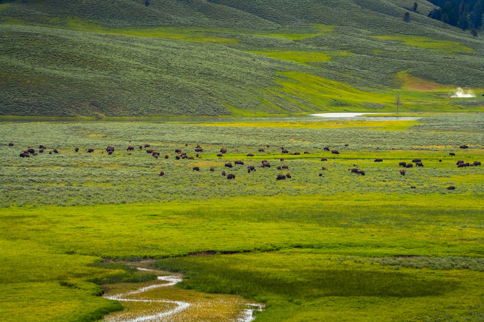 A herd of bison grazes across the lush green expanse of Lamar Valley in Yellowstone National Park. The rolling hills are blanketed in sagebrush and grass, while a winding stream cuts through the vibrant meadow. In the distance, steam rises from a geothermal feature, adding to the valley’s wild and untamed beauty.
