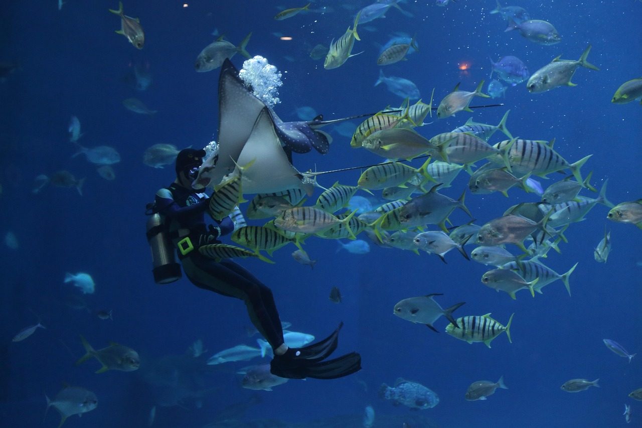 A Diver Playing with Stingray
