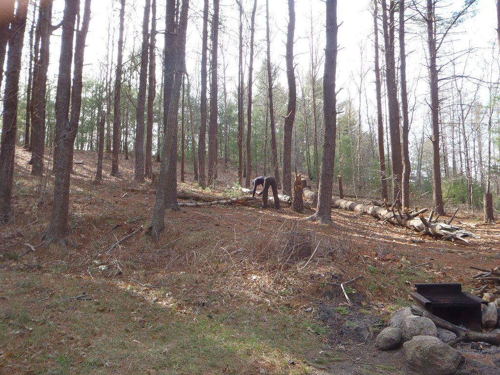 A Person Cutting a Tree with folding saw