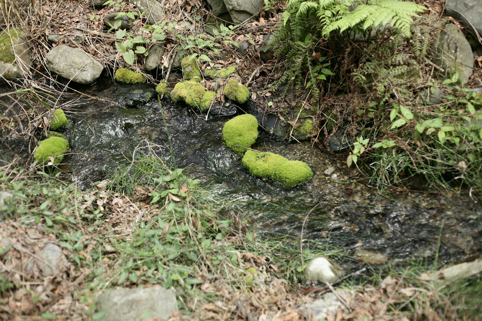 A Small Stream with Moss and Rocks