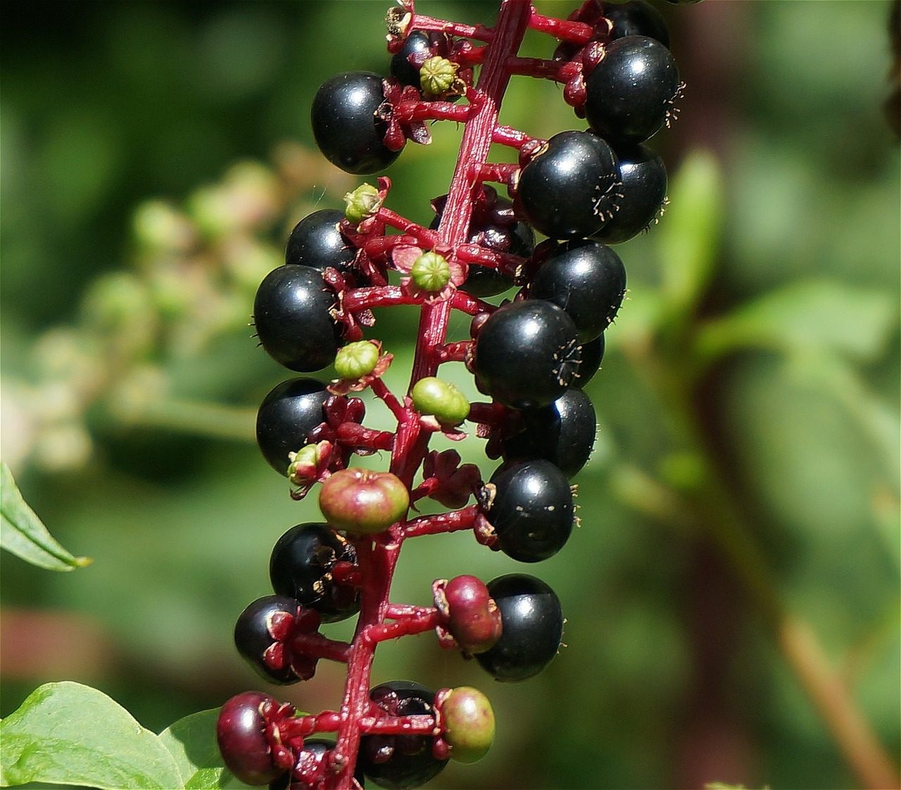 ripe pokeweed berries