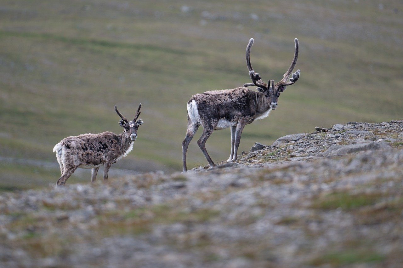 Reindeer Hunting in Scandinavia